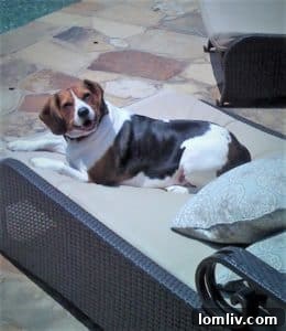 Myra Schaufele, broker at Glazers Realtors, dedicated to animal charity