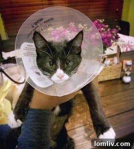 Valerie Harris holding Koko, a rescued kitten