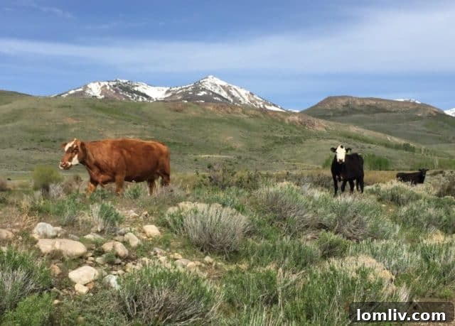 Bing Crosby's Elko Ranch: Accentuating the Positive 5 Scenic view of a picturesque valley and mountains, characteristic of the Elko, Nevada region where Bing Crosby's ranch is located.