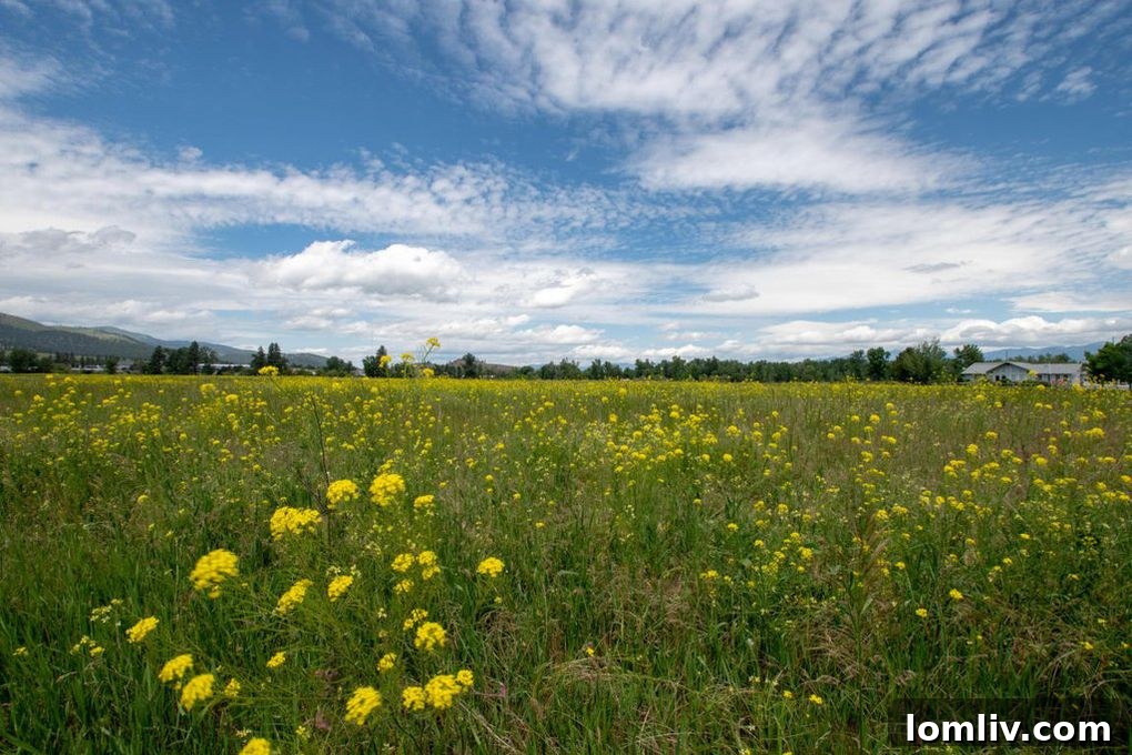 Panoramic Views from Bitterroot Road Property