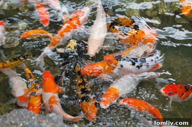 District 9's Brief Koi Controversy 3 Koi fish, known for their vibrant colors, are central to the