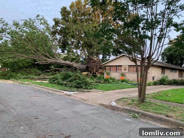 In a scene played out across Dallas, a tree at a home on Timberview between Cromwell and Webb Chapel toppled during Sunday’s storms.