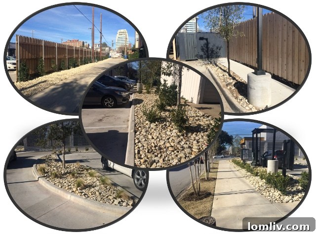 Underwhelming greenery at Starbucks Oak Lawn