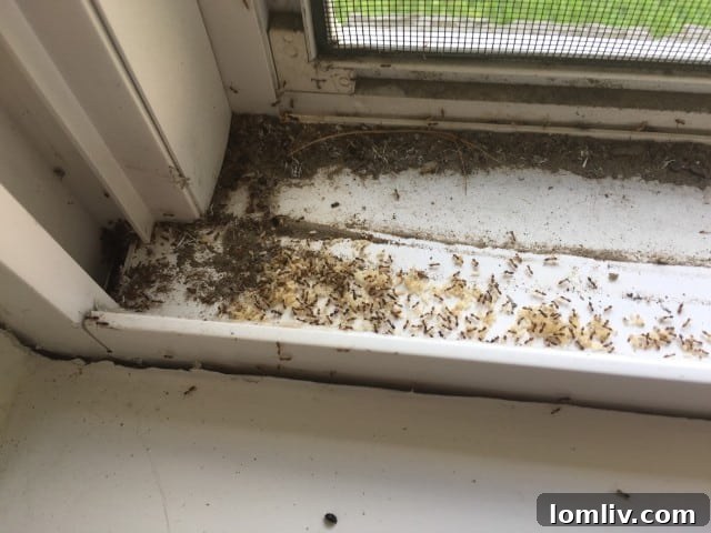 Uncovering the Crawling Terrors 3 Ants on a windowsill - Sign of ant infestation