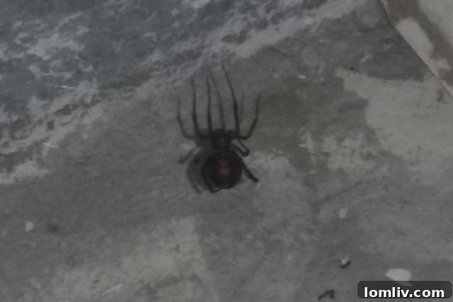 Uncovering the Crawling Terrors 4 Black Widow Spider - Dangerous pest found in homes
