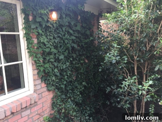 Form boards, if not removed, provide a direct pathway for termites to access your home's foundation.