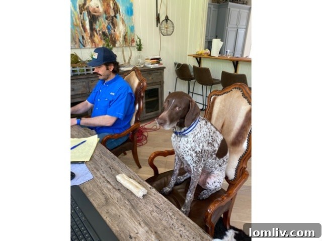 A dog patiently waiting next to a desk, symbolizing the comforting presence of pets during work-from-home hours.
