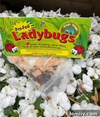 Backyard Builds for Endless Kid Fun 4 Close-up of a ladybug on a plant leaf