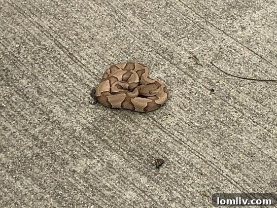 Copperhead snake on Northaven Trail