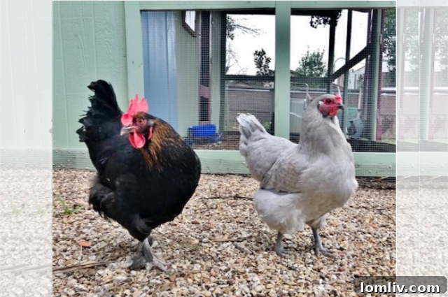 Secure and Spacious Chicken Coop Design