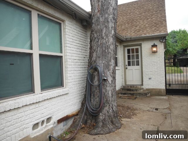 Tree Roots Damaging Foundation - Close Proximity Issues