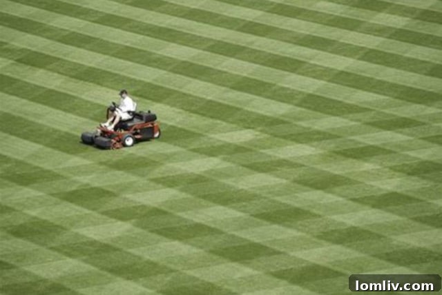 Future of Reverchon Park includes sustainable maintenance plans.