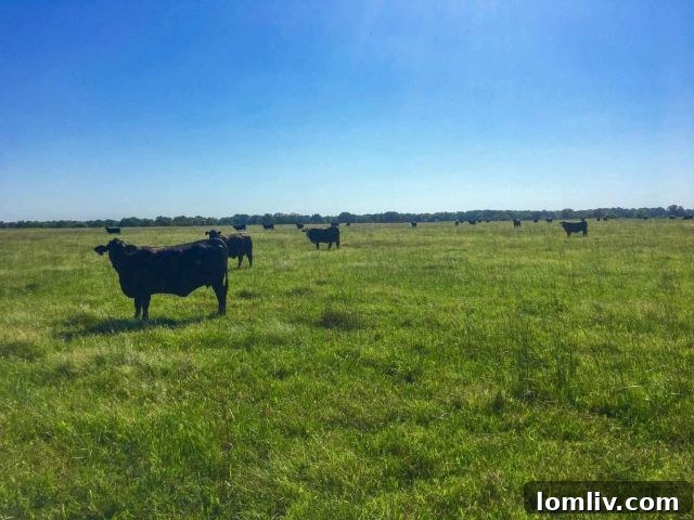 Daphne Prairie: A Profitable Cattle Operation Awaits