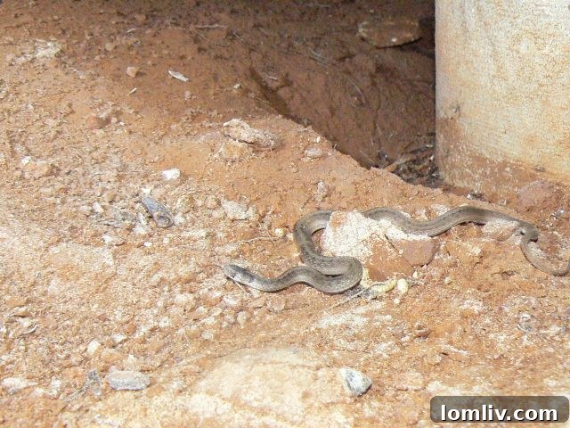 A home inspector shining a flashlight on a curious animal (e.g., raccoon, opossum) in a dark, confined crawl space.