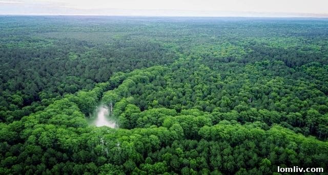 Lower Bayou property near Jefferson, TX, showcasing serene natural beauty and development potential