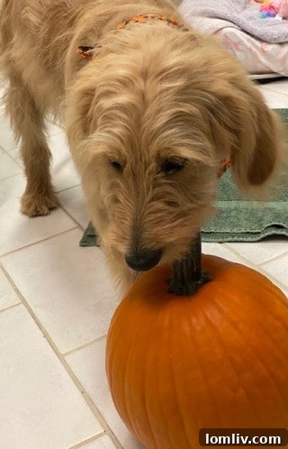 A baby beside a partially eaten pumpkin, symbolizing playful participation