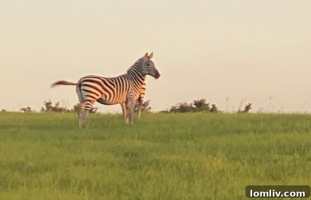 Two children interacting joyfully with a flock of chickens, showcasing the vibrant and engaging farm life at ZUBI'S ranch.