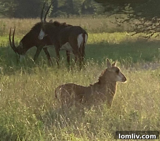 A close-up of a child's hand gently feeding a chicken, illustrating a tender moment of connection on the East Texas farm.