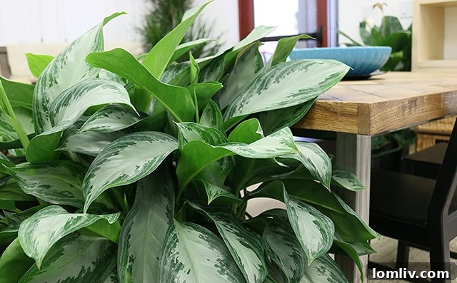 Algonema Silver Bay Chinese Evergreen plant