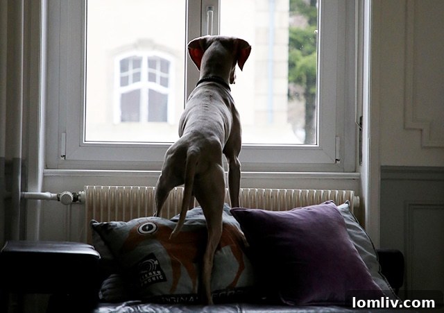 Dog gazing out window, depicting longing or anxiety