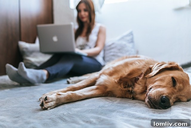 Dog sitting sadly by a closed door