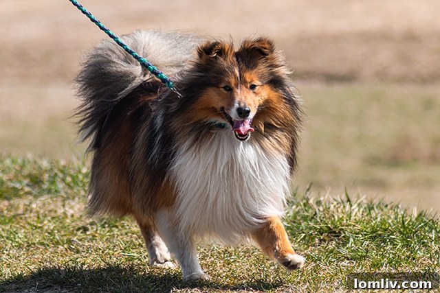 Dog lying in a bed, looking calm and relaxed