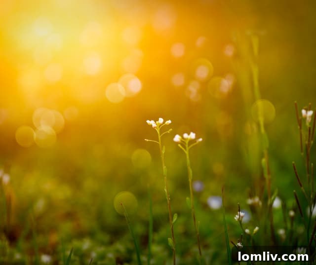 Spring's Unveiling: Critical Inspection Points 2 Spring Home Maintenance: Protecting Your Property from Pests and Overgrowth