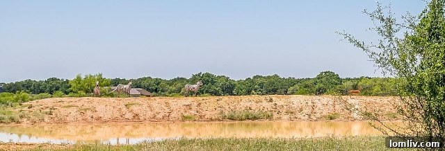 Zebras and diverse exotic species found on this unique 27-acre ranch at 7-R Ranch.