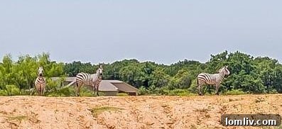 You have the unique opportunity to name the zebras on your private exotic animal ranch.