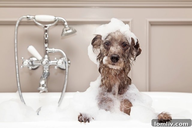 A custom dog washing station in a modern home, designed for convenience and pet care.