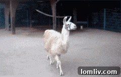 A picturesque view of the vast open fields and natural landscape surrounding the Eagle Nest Alpaca Ranch, ideal for grazing