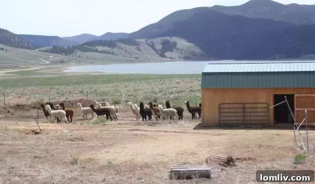A stunning panoramic shot capturing the diverse terrain of the ranch, with rolling hills and distant mountains, ideal for a peaceful retreat