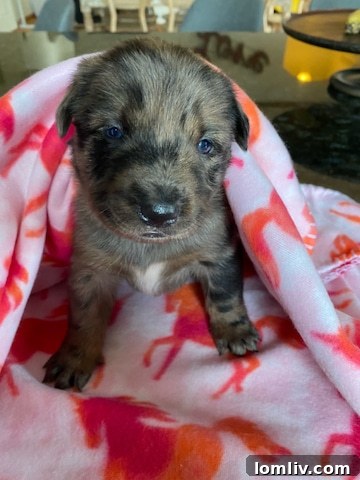 Lori Ericsson with her rescue dogs, highlighting her passion for animal welfare.
