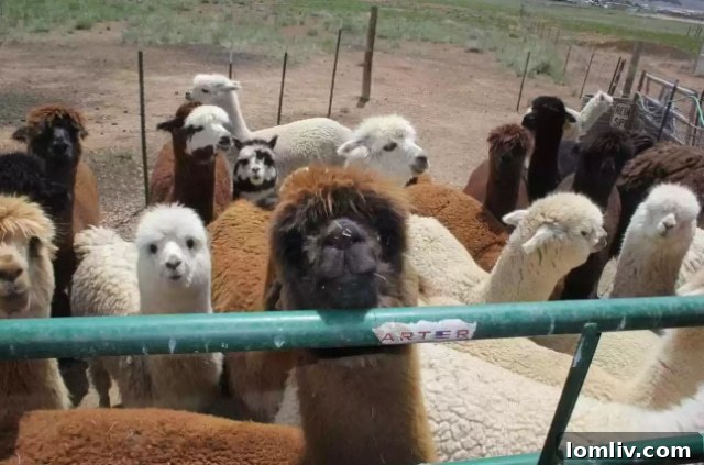 Dedicated shelters and outbuildings for alpacas on the Eagle Nest Ranch