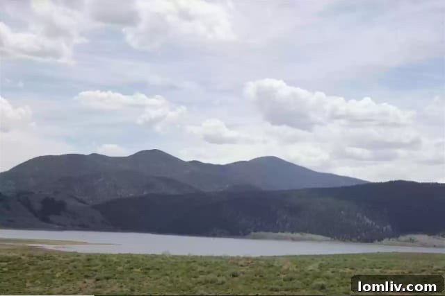 Vast green pastures and open spaces for alpacas to roam freely