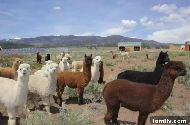 Alpacas roaming near a picturesque mountain range under a clear sky