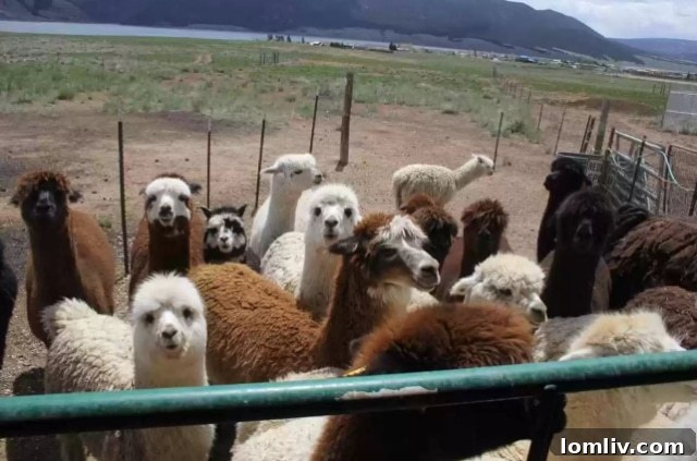 Close-up of a friendly alpaca with soft, inquisitive eyes