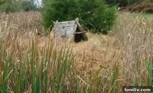 Distant view of the log cabin through dense trees on a large, secluded property