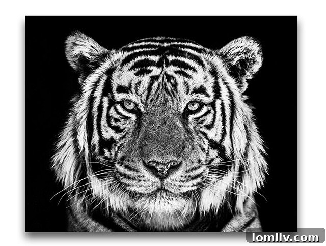 Fine arts photography print of a tiger from Rajasthan by David Yarrow
