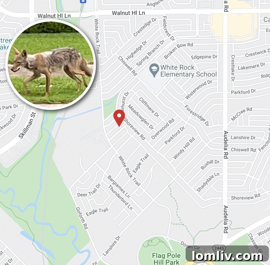 Map showing the location of a coyote attack in White Rock Valley, Dallas