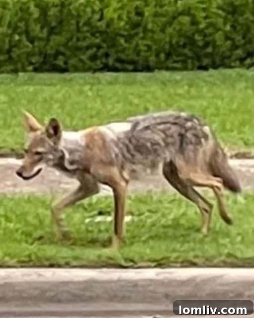 Dallas map highlighting White Rock Valley area for coyote sightings