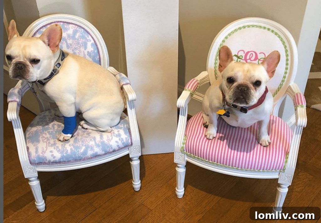 French bulldogs Romeo and Twiggy relaxing on their custom Little Sits chairs