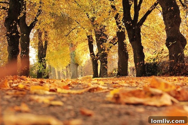 Autumn trees showcasing vibrant fall colors, symbolizing a season of change and transition in the economy.