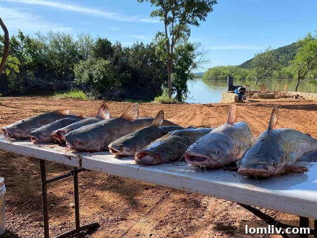 Monster Catfish at Kettle Hollow Ranch