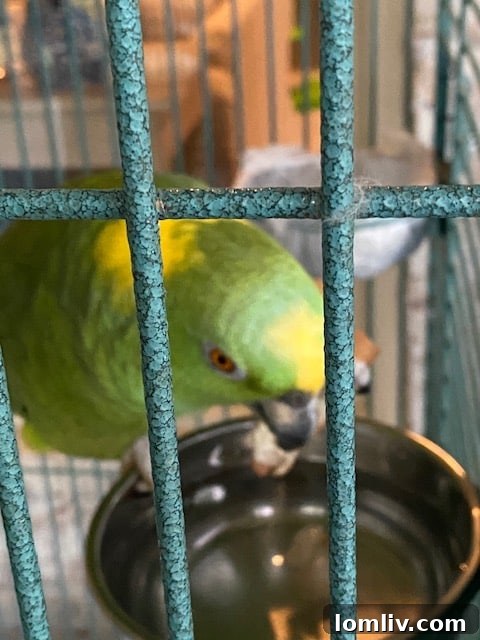 A close-up of a yellow-naped Amazon parrot's intelligent eye and colorful feathers.
