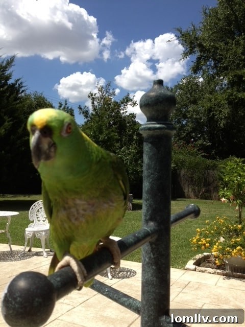 Josie the yellow-naped Amazon parrot perched on her owner's shoulder outdoors.