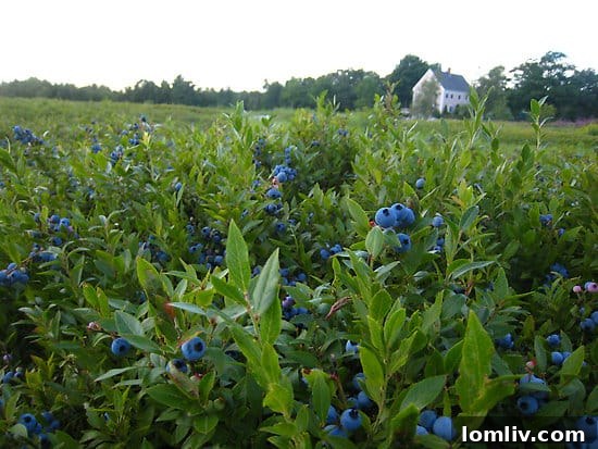 Expansive blueberry fields surrounding a luxury home in Maine