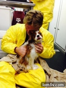 Bentley getting a bath before seeing his mom, Nina Pham