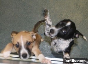 Shelter dogs waiting for adoption, advocating for homes