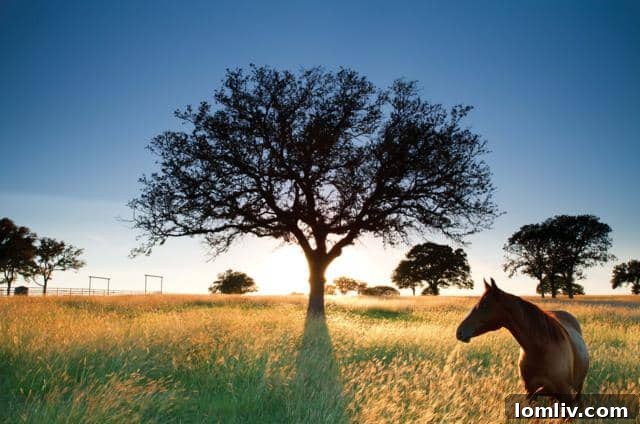 Award-Winning Aledo Luxury Equestrian Ranch Main Entry